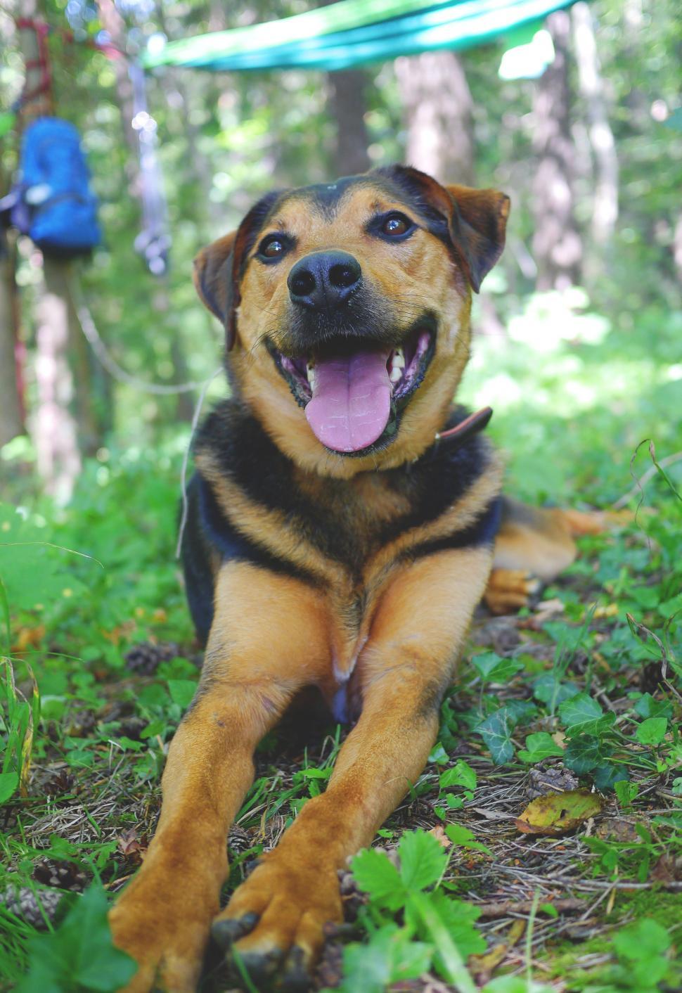 Free Image of German Shepherd - Eye Contact  