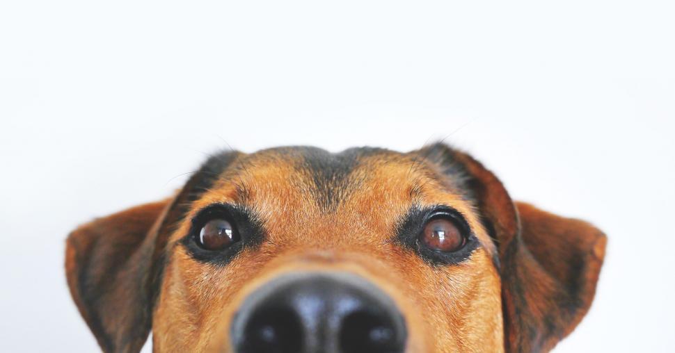 Free Image of Dog Eyes  