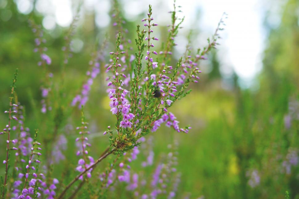 Free Image of Heathland flowers 
