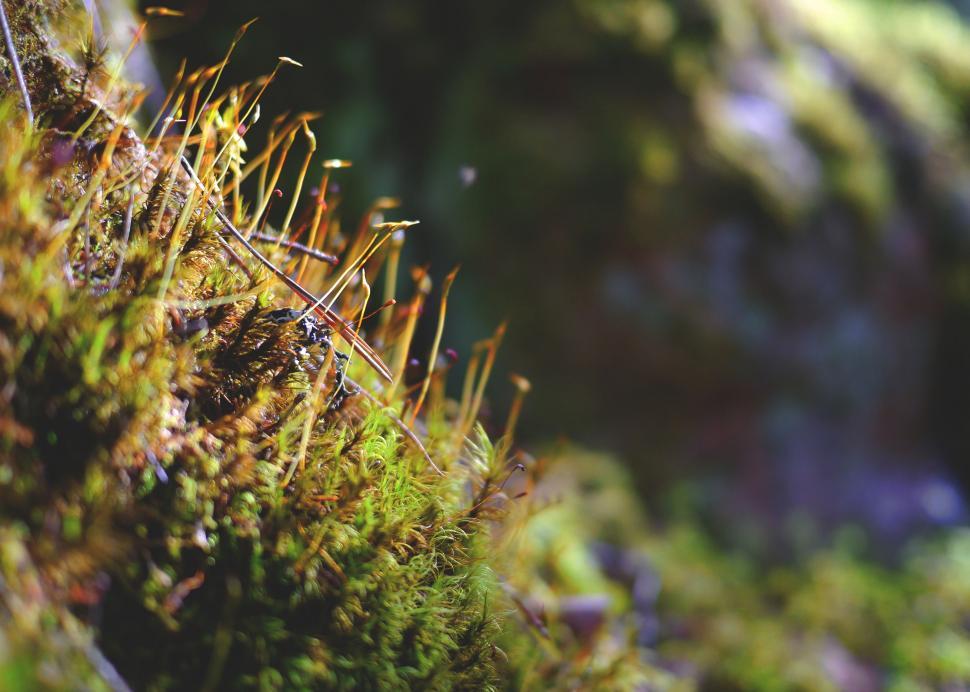 Free Image of Moss 