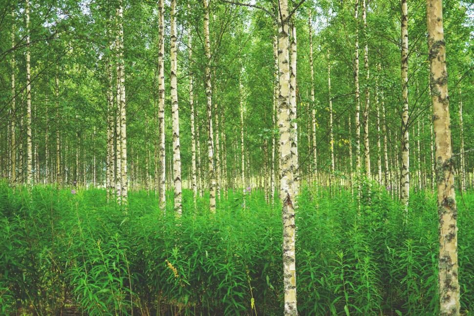 Free Image of Birch Forest  