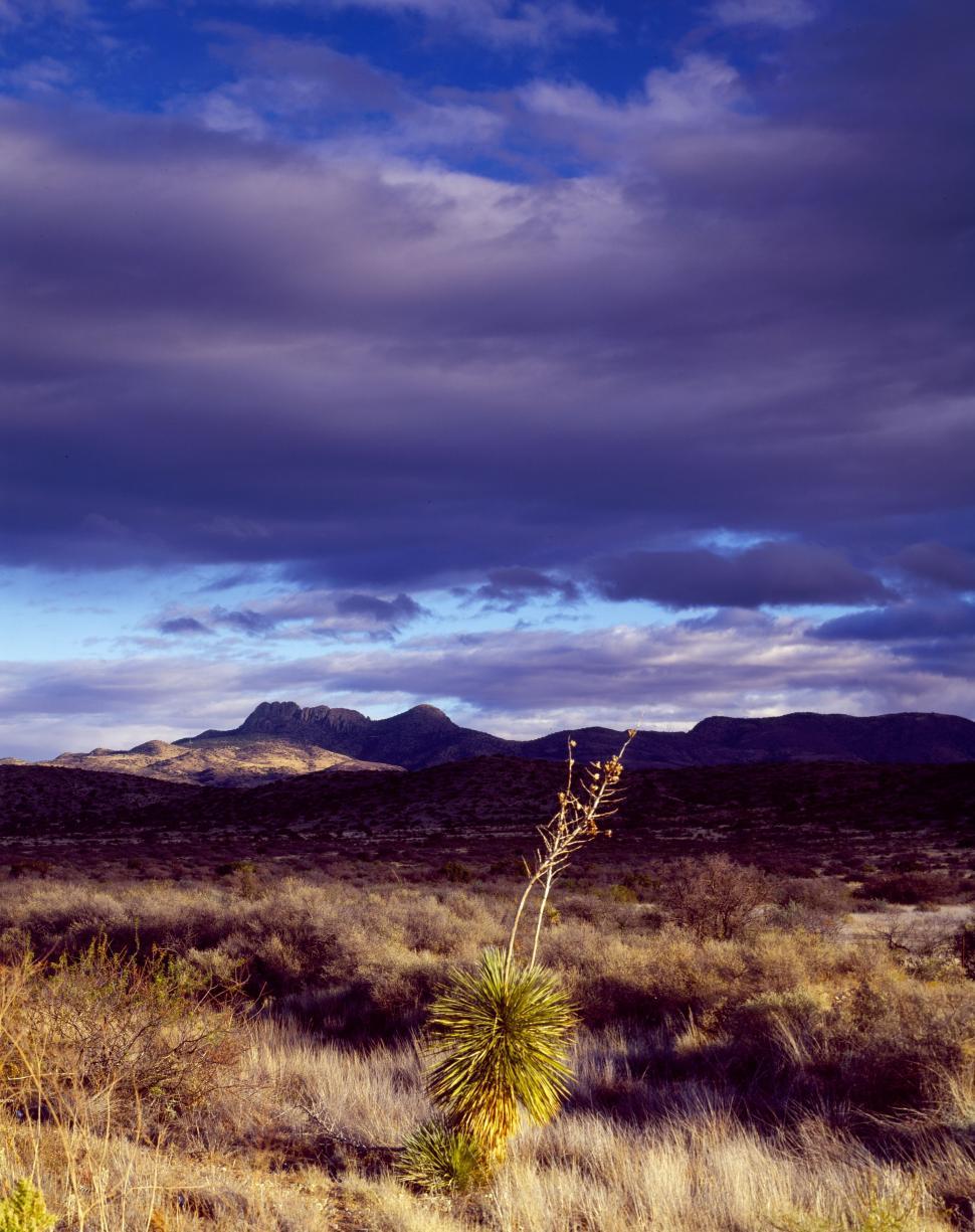 Free Image of Prairie grasslands 