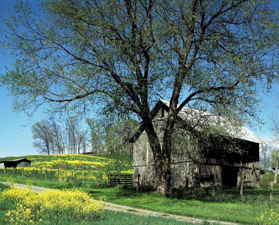 Free Image of Hut / Log Cabin in flower field  