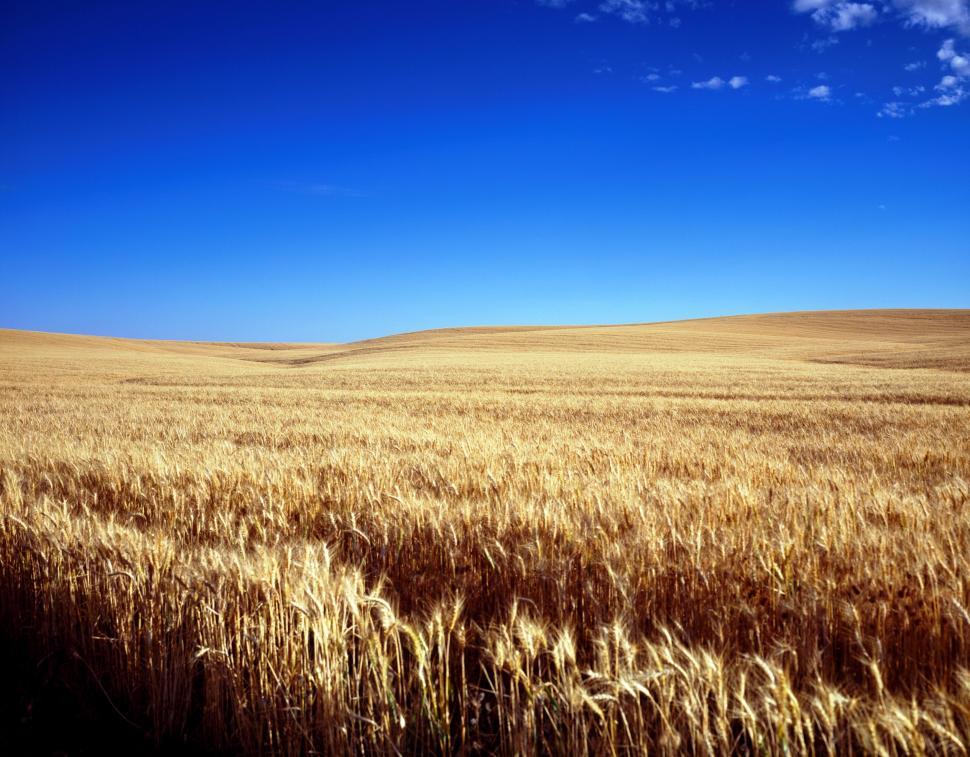 Free Image of Wheat field 