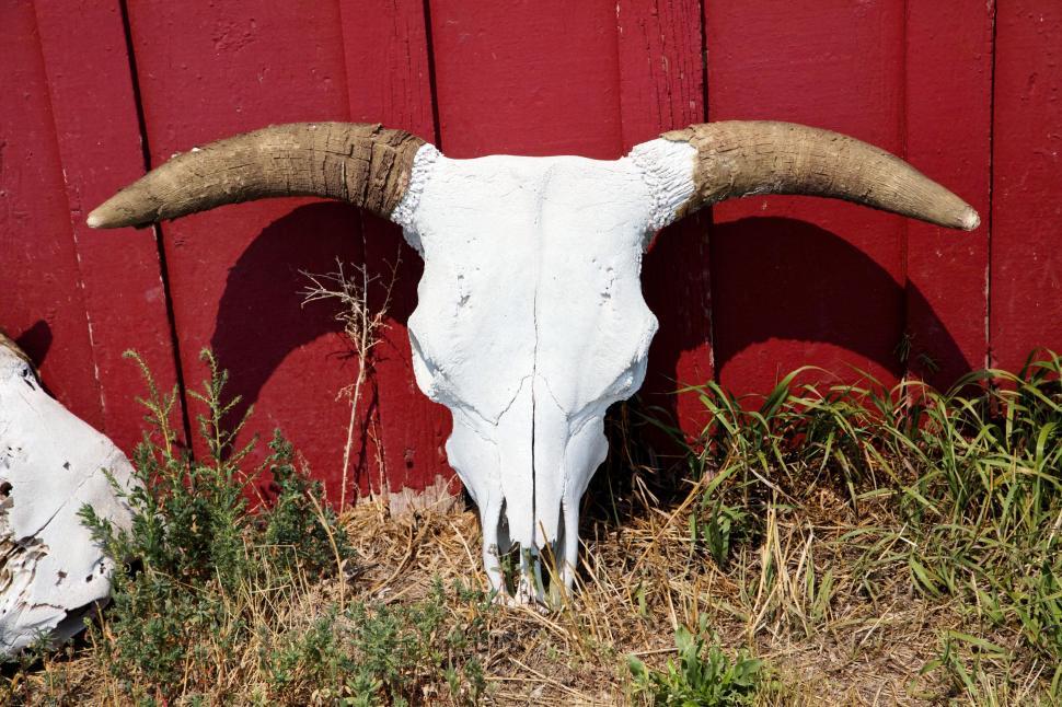 Free Image of Buffalo skull  