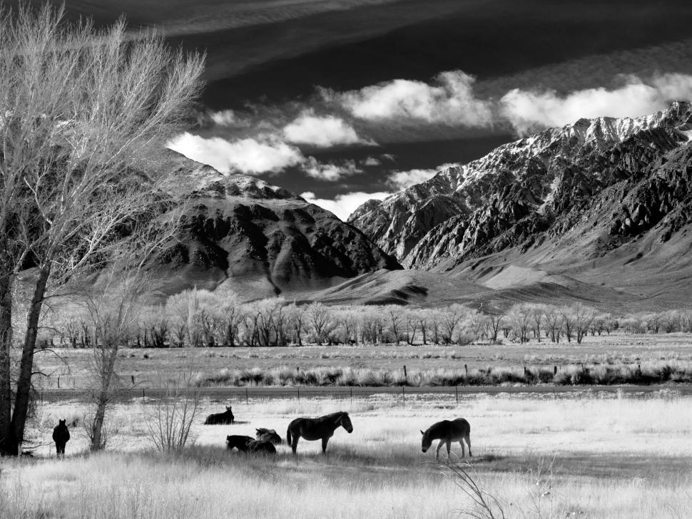 Free Image of Horse pasture 