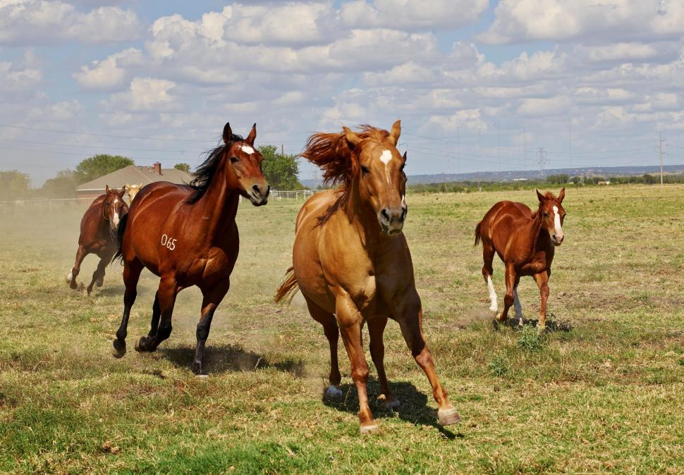 Free Image of Horses in the race 