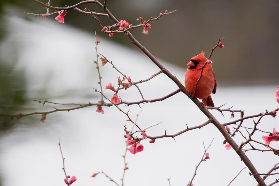 Free Image of Cardinal sitting 