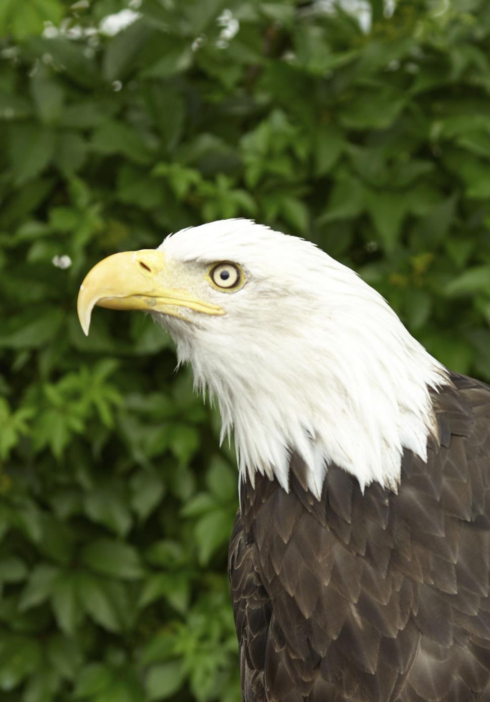 Free Image of Eagle 