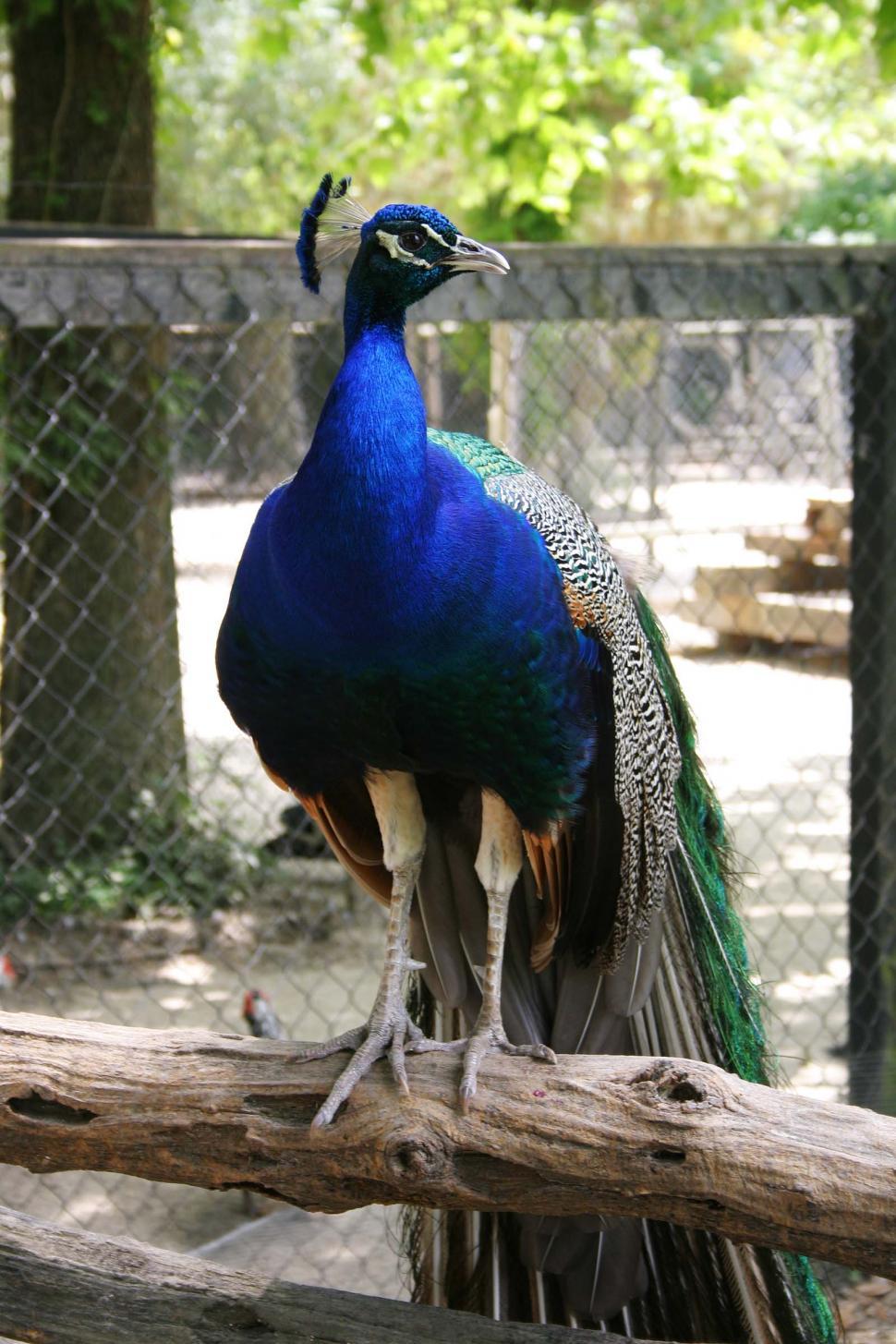Free Image of Peacock Standing on Top of Wooden Fence 