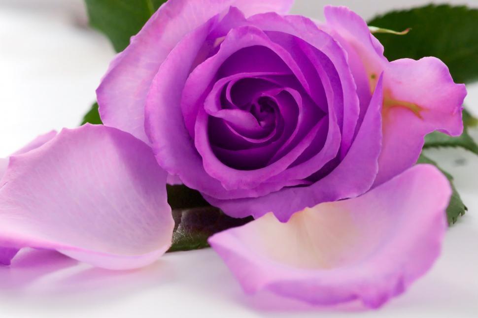 Free Image of Lavendar Rose 