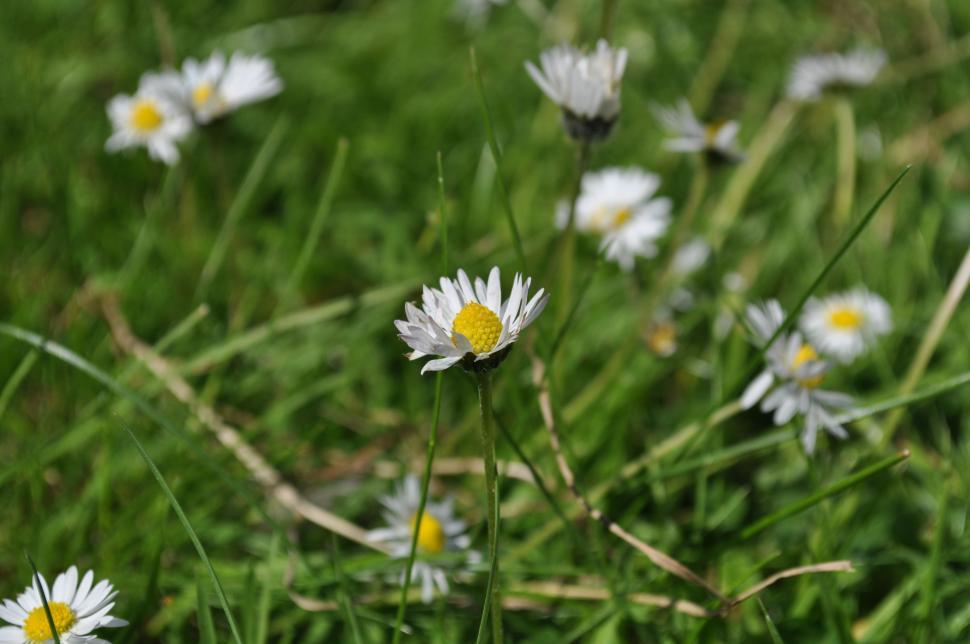 Free Image of Daisies in the wind 