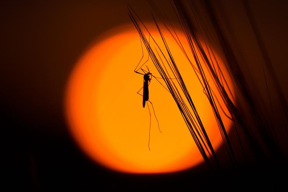 Free Image of Grasshopper on a strand of grass  