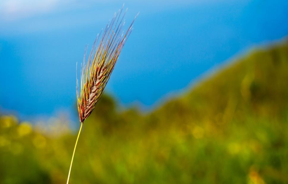 Free Image of Corn crop 