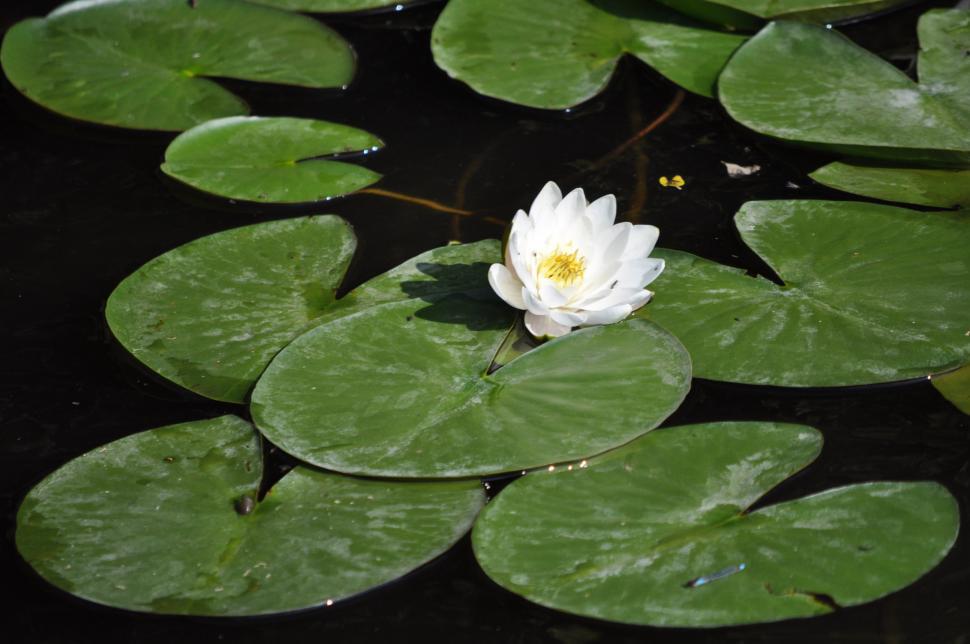 Free Image of Lilly on the river 