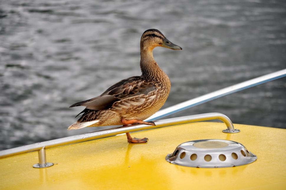 Free Image of Resting Relaxing Duck 