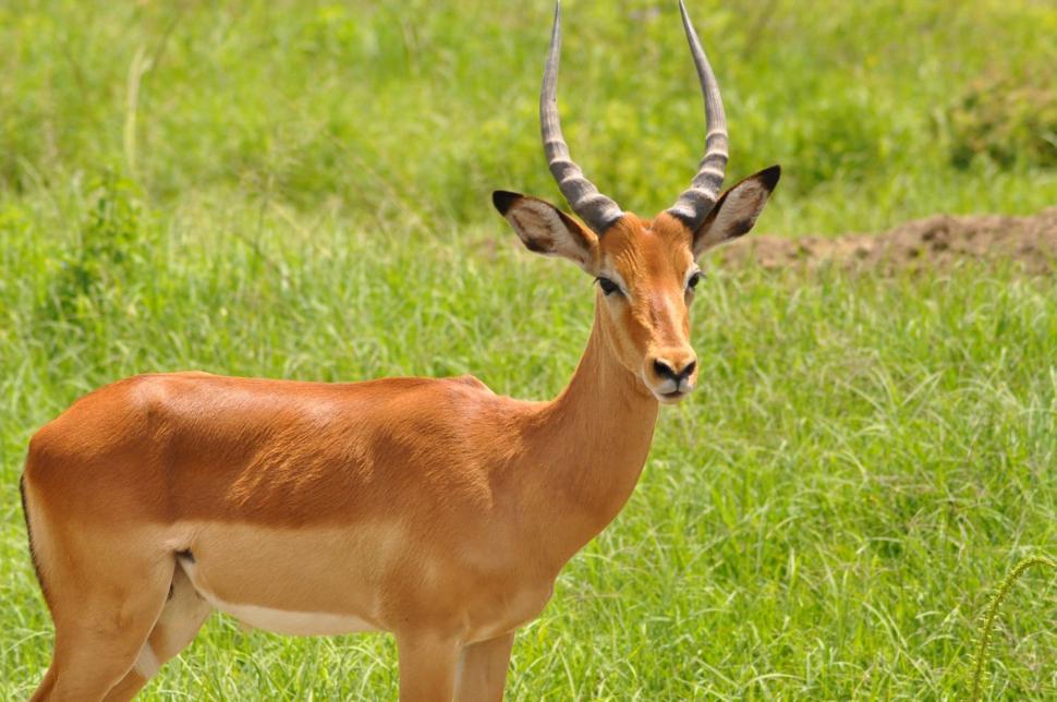 Free Image of Two Horned Deer  