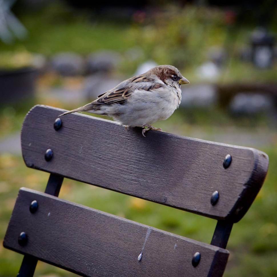 Free Image of Sparrow  