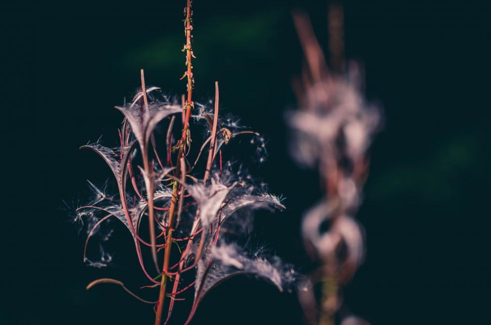 Free Image of Wildflowers  