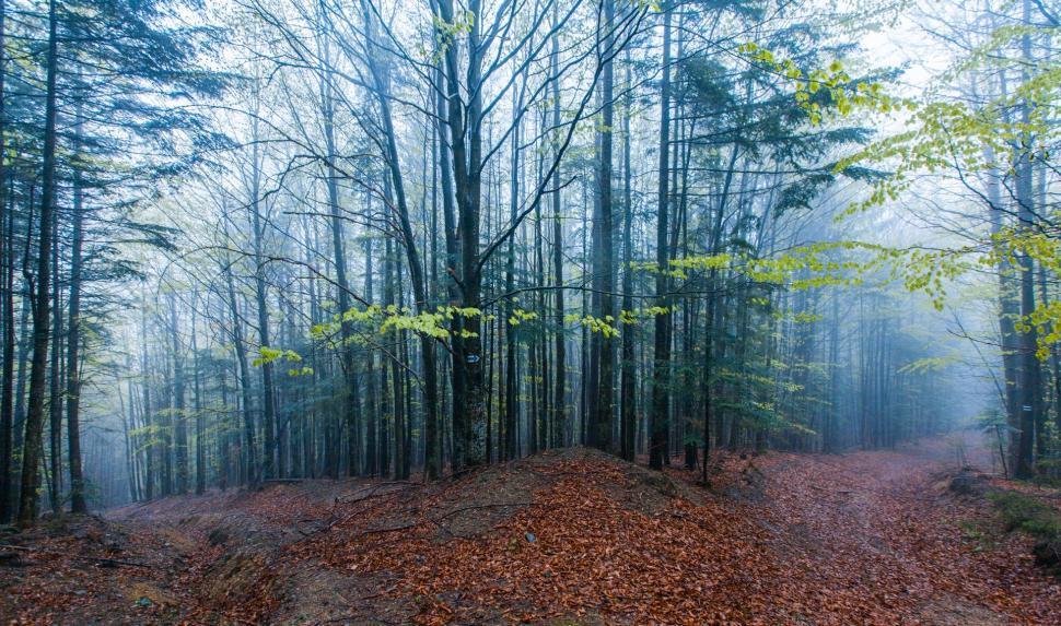 Free Image of Green Forest 