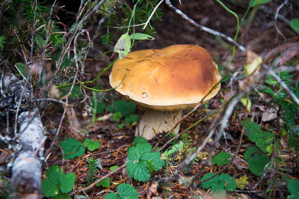 Free Image of Penny Bun (Mushroom)  