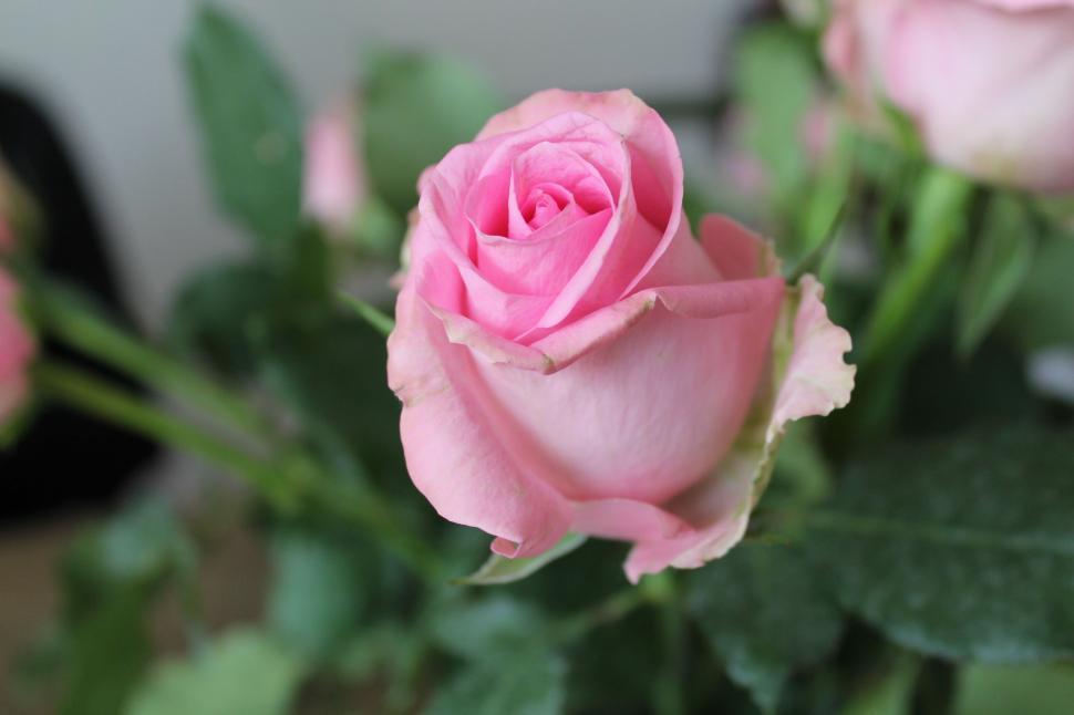 Free Image of Pink Rose Flower  