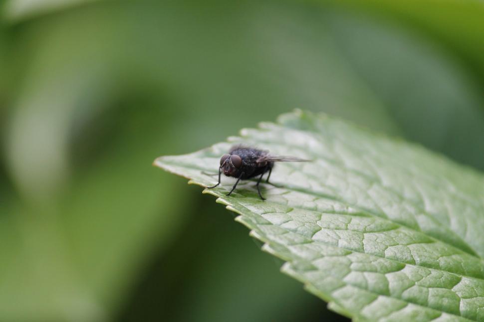 Free Image of Housefly 