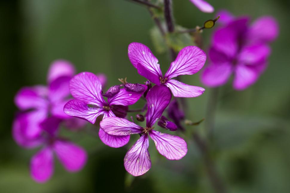 Free Image of Purple Flowers  
