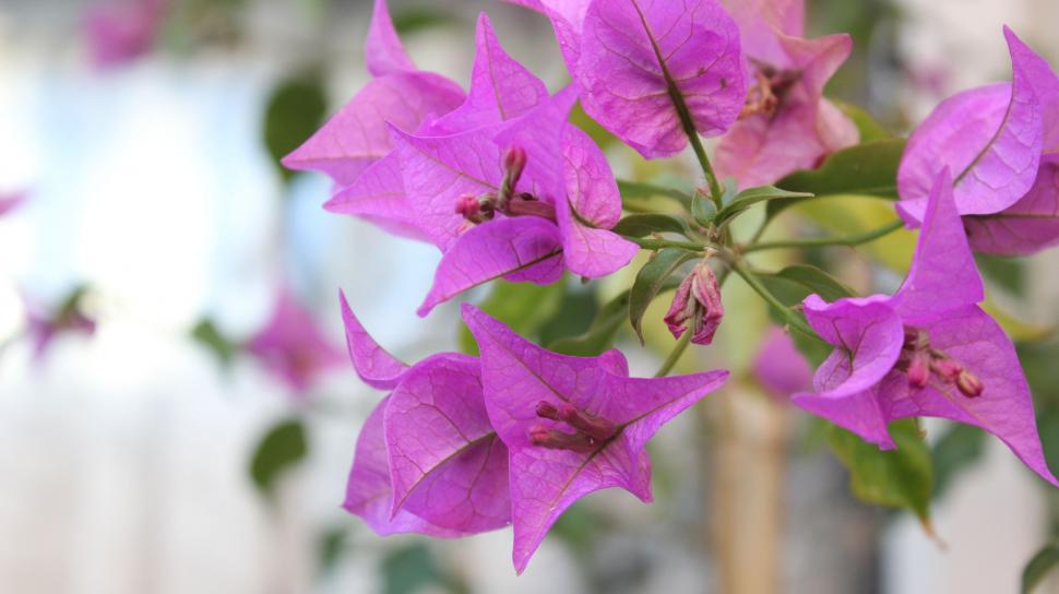 Free Image of Branch of Purple Flowers  