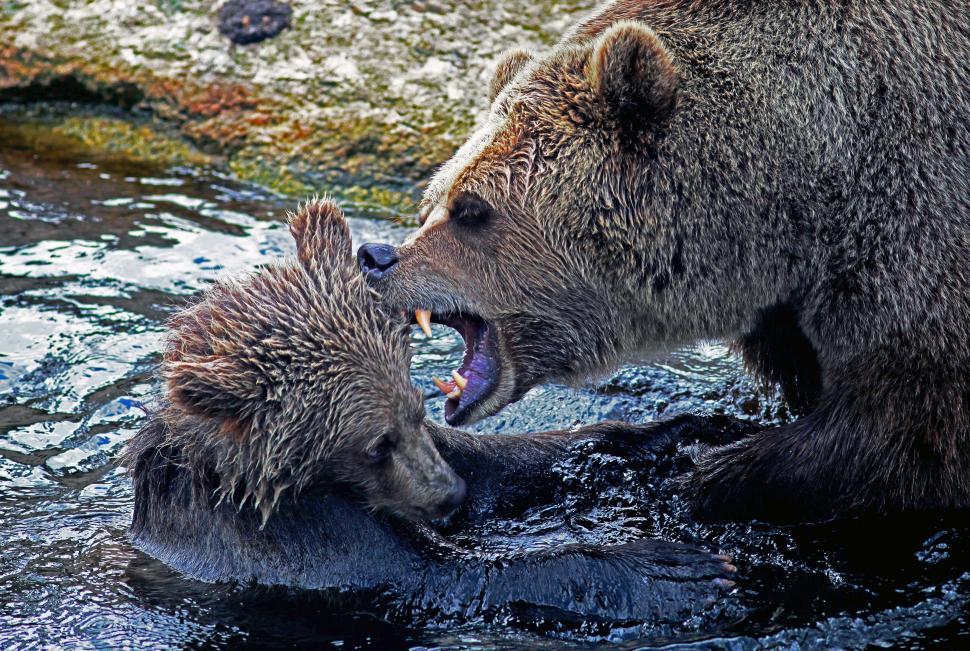 Free Image of Brown Bear in Water  