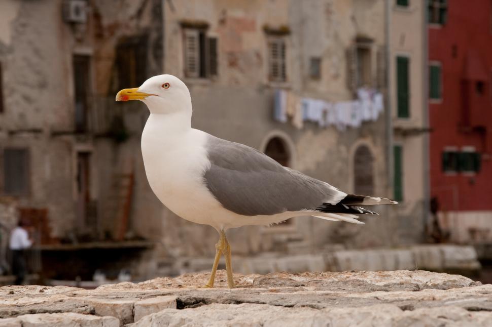 Free Image of Seagull 