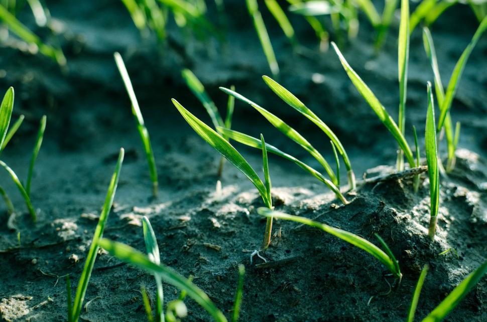 Free Image of Grass seeds 