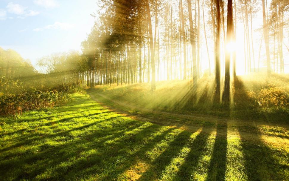 Free Image of Morning Lights in the forest  