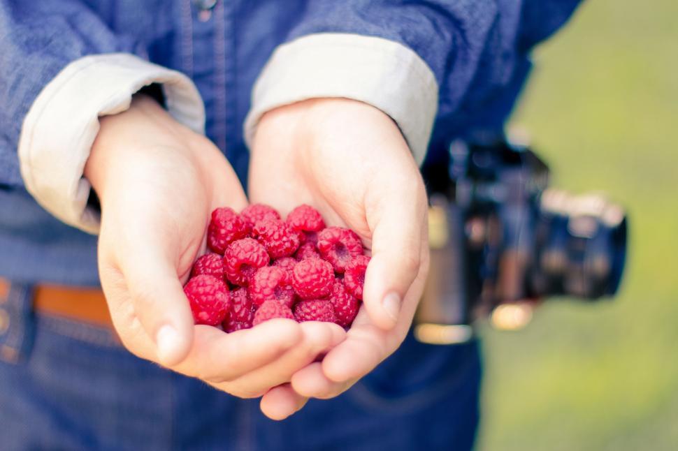 Free Image of Raspberries in Hands  
