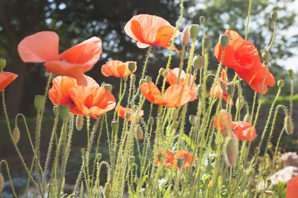 Free Image of Wild Poppies Flowers  