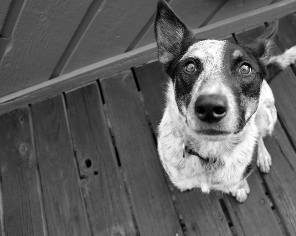 Free Image of Dog Looking Up  