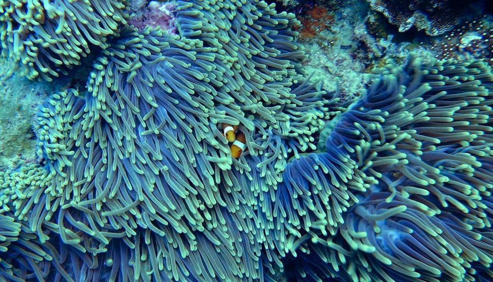 Free Image of Soft coral Sinularia sp. 
