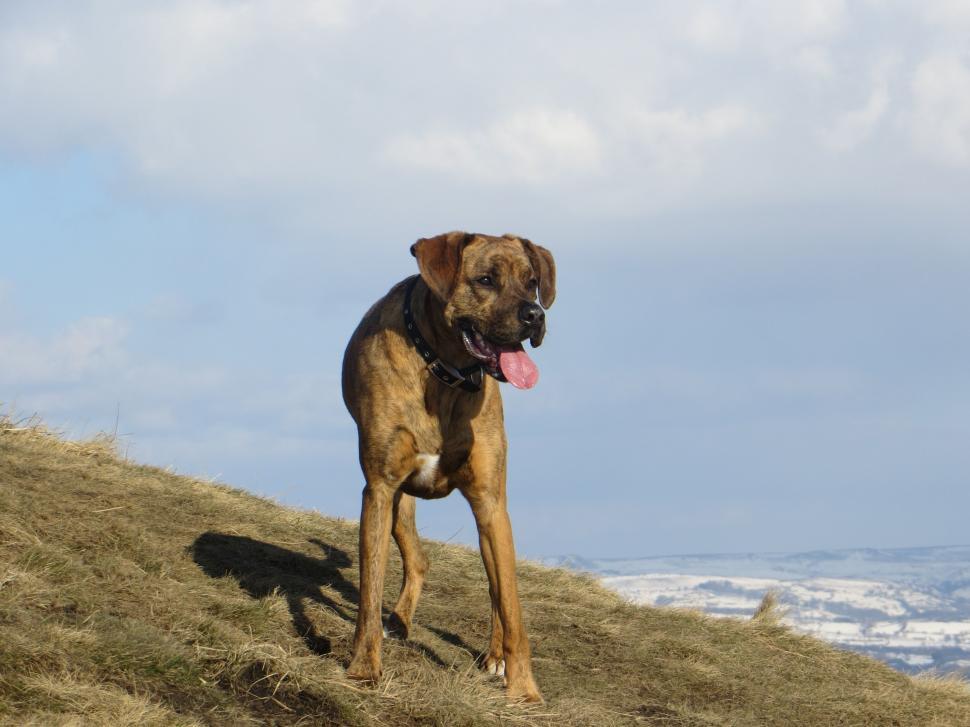 Free Image of Labrador (Dog)  
