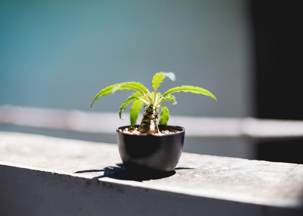 Free Image of Growing Houseplant  