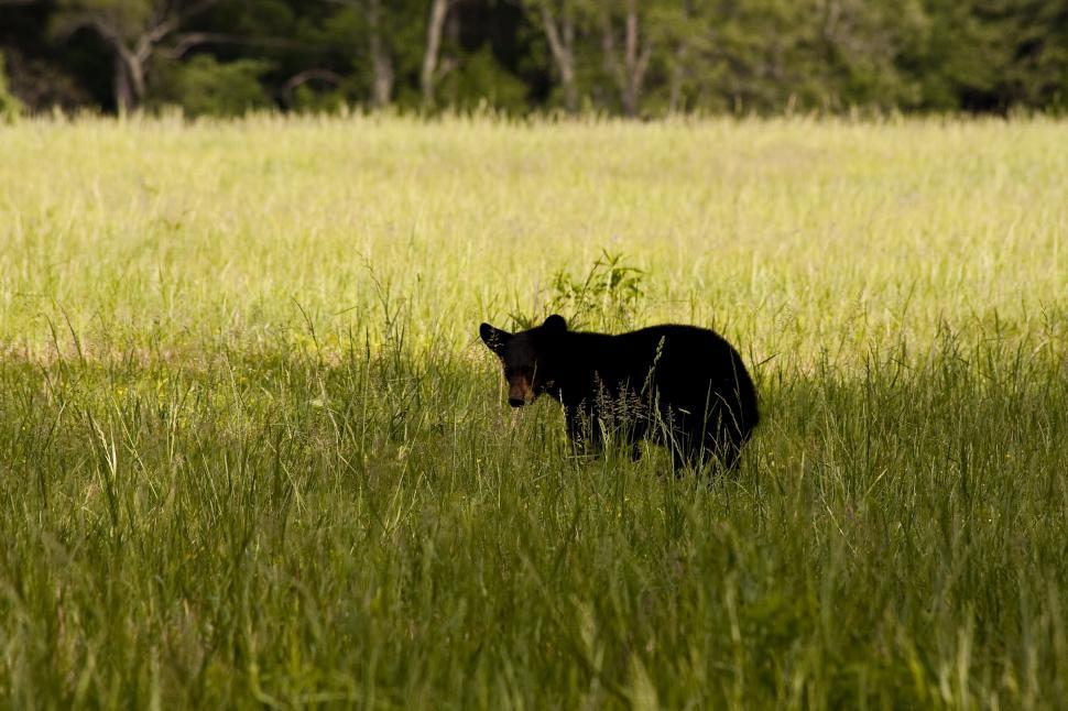 Free Image of Baby Black Bear 