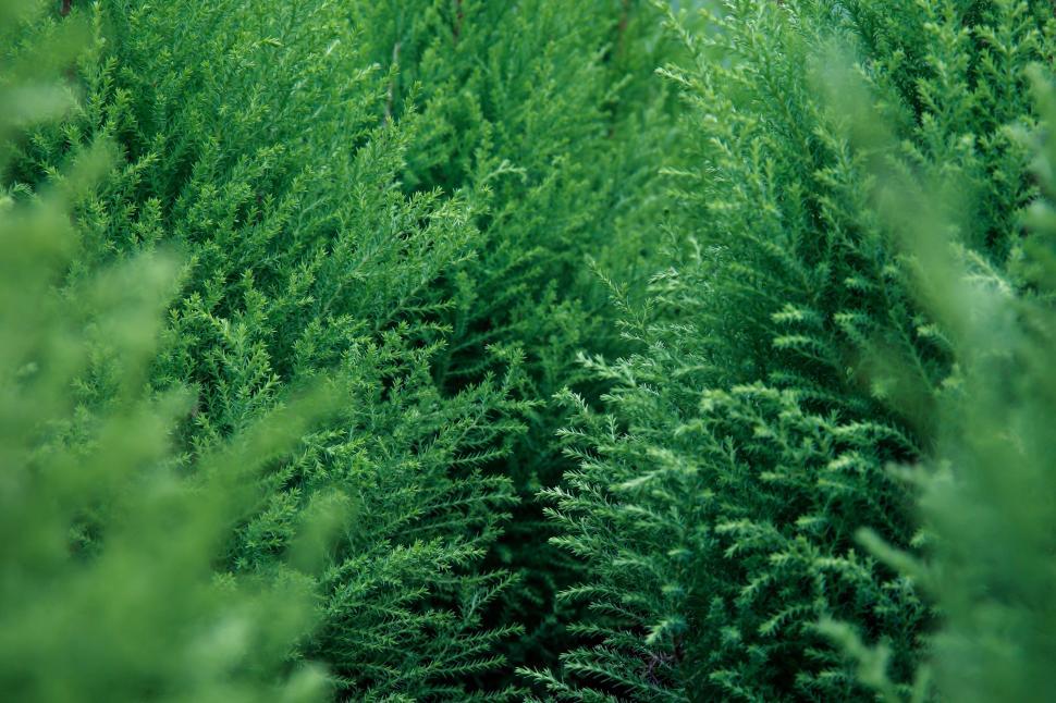 Free Image of Ferns in the forest 