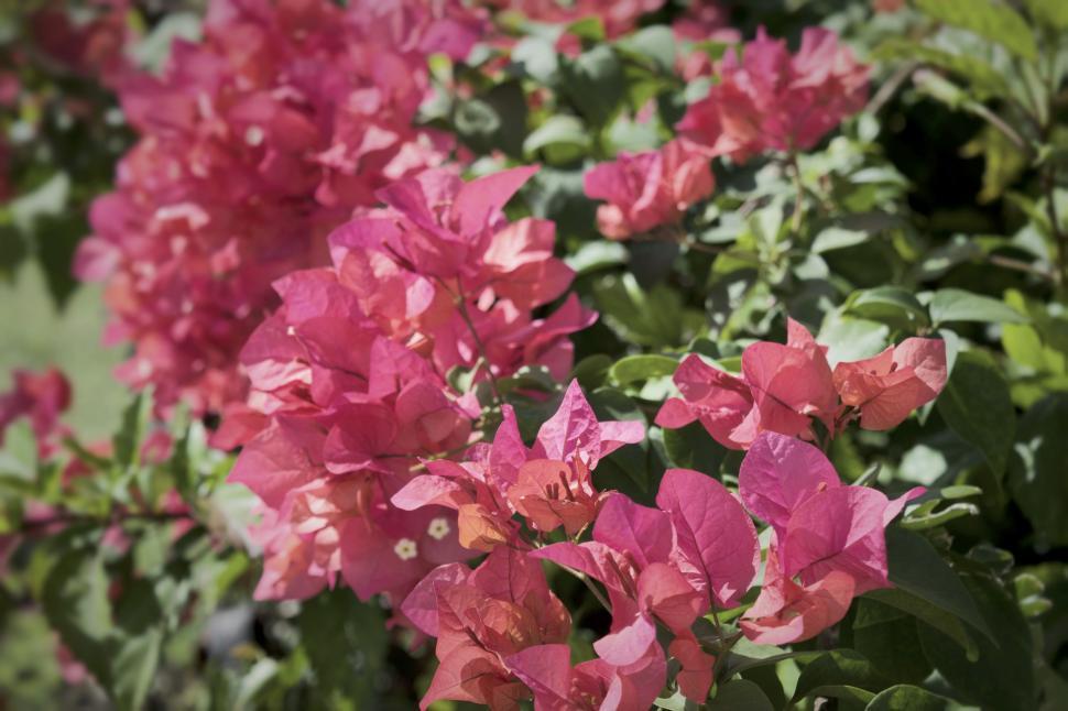 Free Image of Bush of bougainvillea flowers  