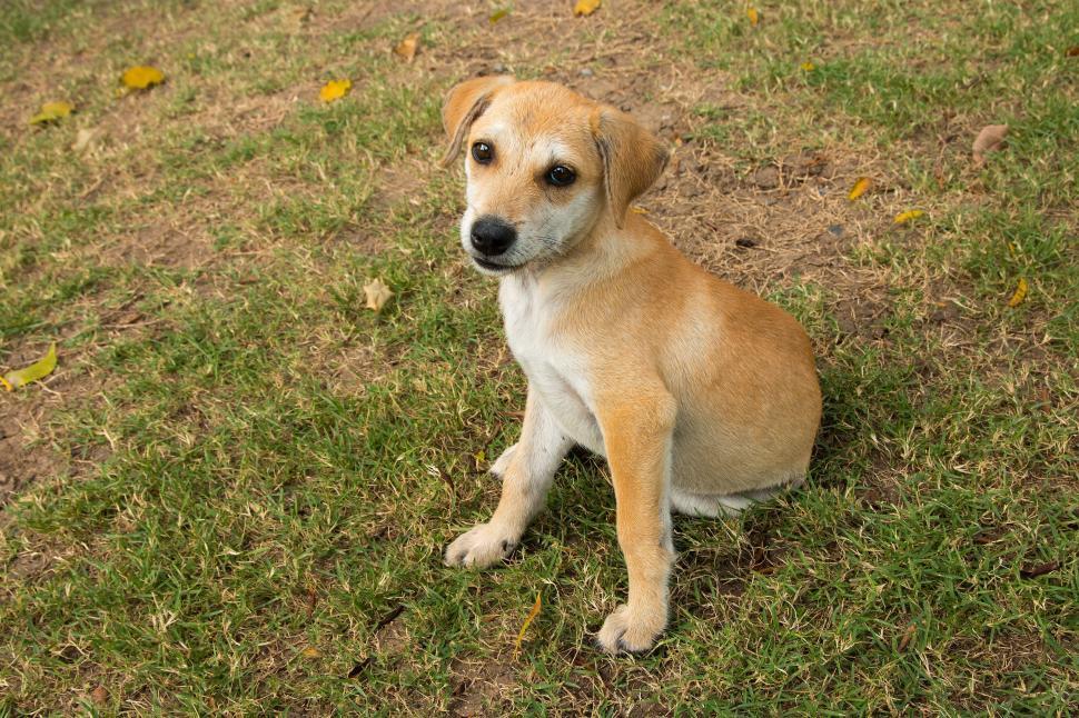 Free Image of Little Puppy  