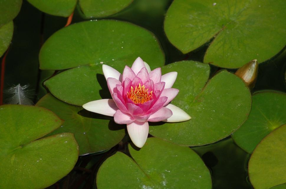 Free Image of Pink Water Lily  