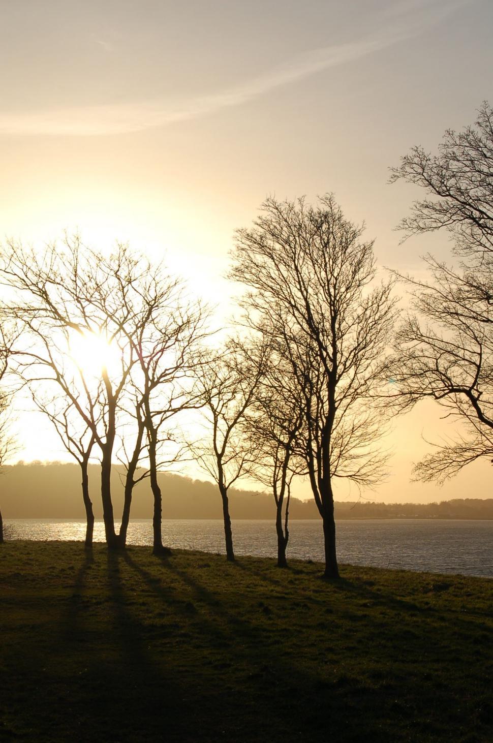 Free Image of Dried Trees and sunset  