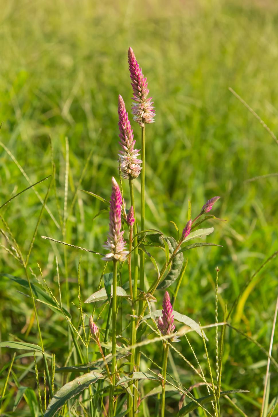 Free Image of Wayside Flower  