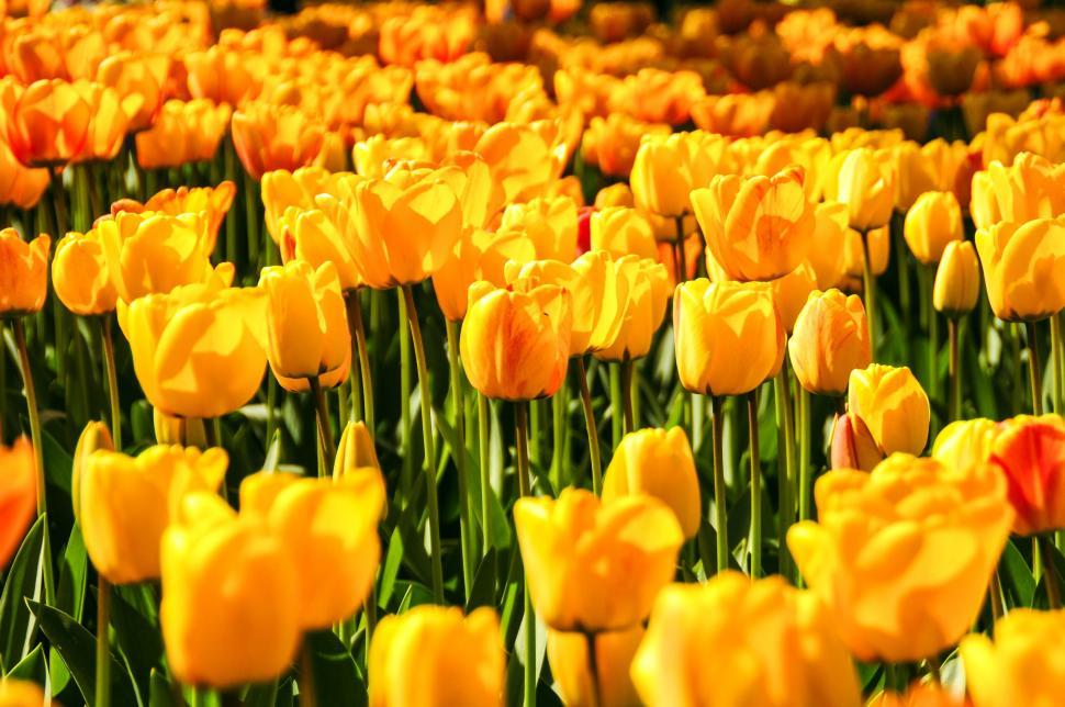 Free Image of Yellow Tulips  