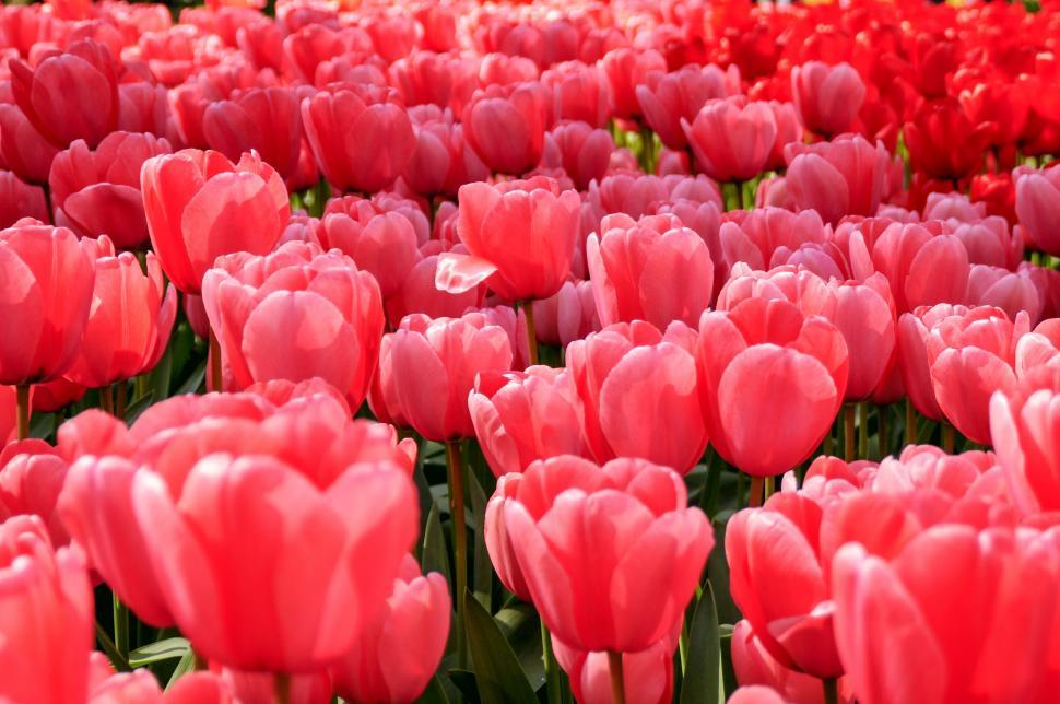Free Image of Pink Tulips Flower  