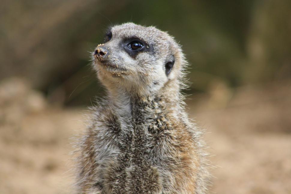 Free Image of Watchful Meerkat 