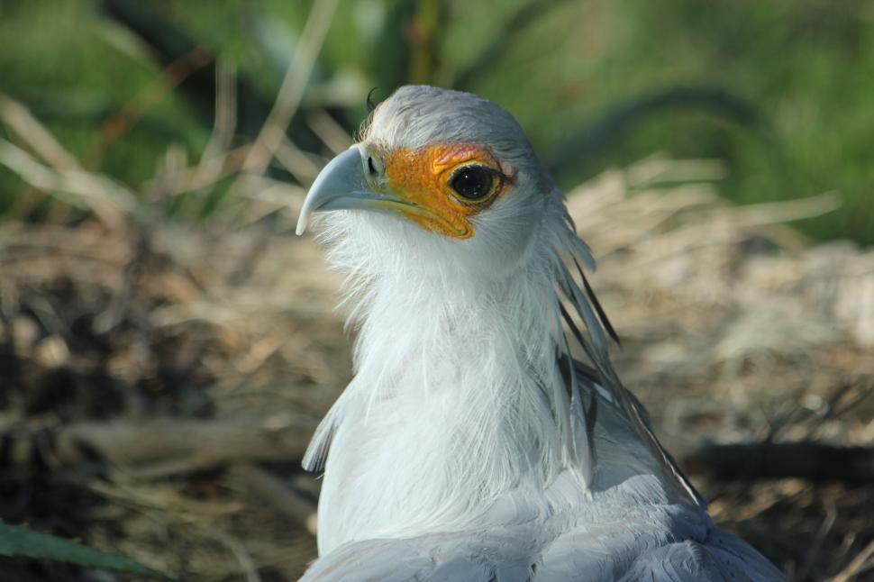 Free Image of White Bird  